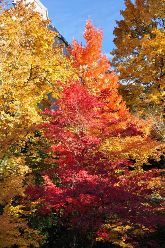 A incrível beleza das cores em parque de Ashland, no sul do Oregon, nos Estados Unidos